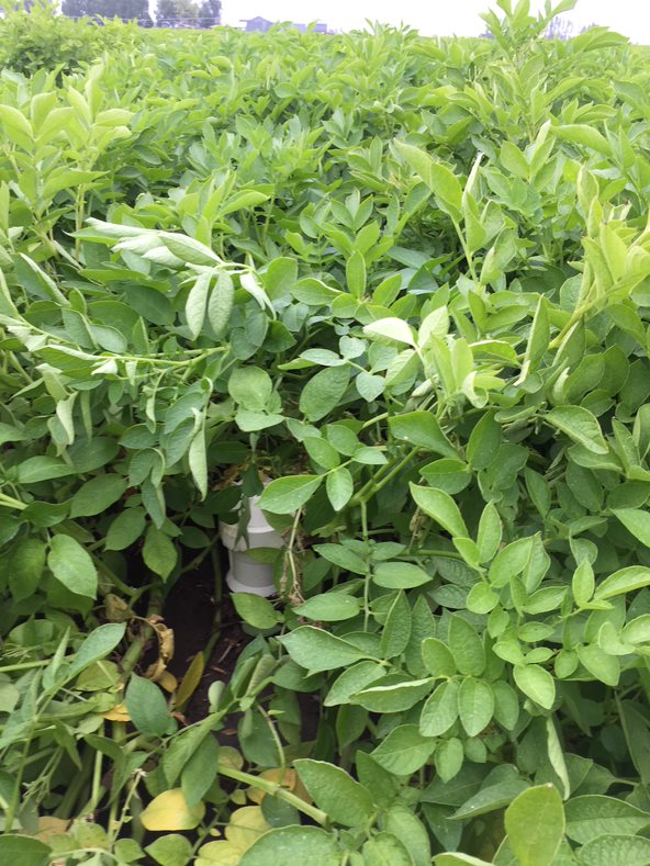 White sensor covered up by potato field