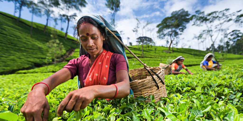 Sri Lanka agricultural workers