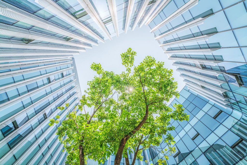 Tree outside high rise buildings